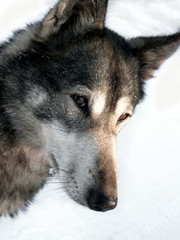 Concentrated dog
Horizontally. The dog with an open mouth turned its head and looked at the viewer.