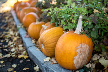 Fototapeta premium Row of pumpkins along the road