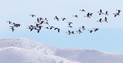 Canadian geese flying over the winter hills