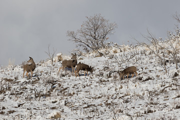 Mule deer on the mountainside in winter