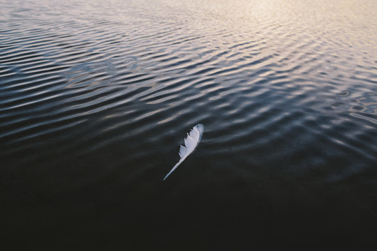 White feather floating on dark flat water