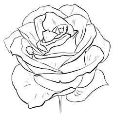 Flower-Rose Coloring page Line-art