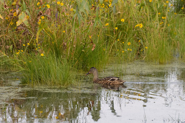 Ducks in the water