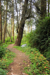 Fototapeta premium Path Through A Eucalyptus Forest