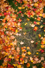 Fall leaves on ground vertical