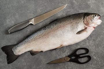 Large fresh salmon, knife and scissors for cutting