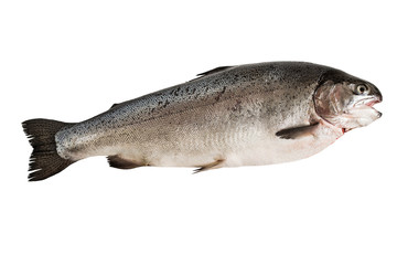 Large fresh salmon on white background