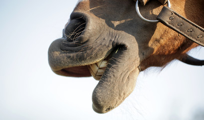 konie detal - koński pysk w uprzęży 