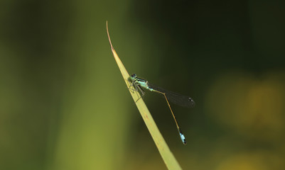 nature detail - beautiful blue and black damselfly