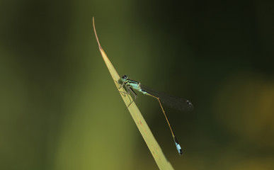 nature detail - beautiful blue and black damselfly