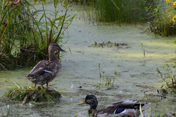 Ducks in the water