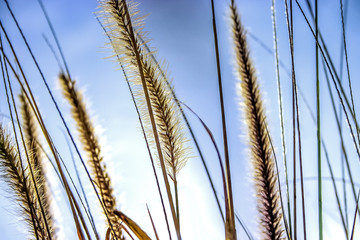 Golden Wheat Close-up Blue Sky White Clouds