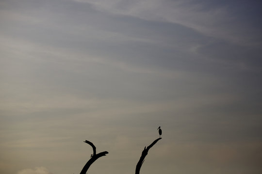 A stork sits on a dead tree at sunrise