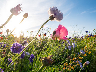 Bee meadow