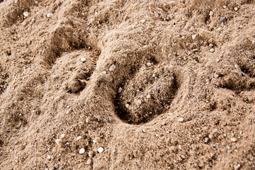 Fototapeta na wymiar Horse footprints on the ground