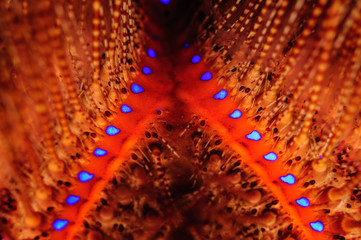 Sea Urchin