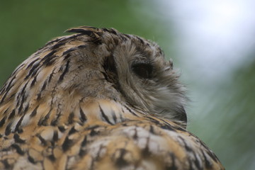 Owl from the back