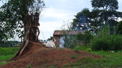 Fototapeta na wymiar Goat in Village
