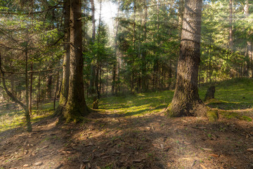 sun rays make their way through the forest trees