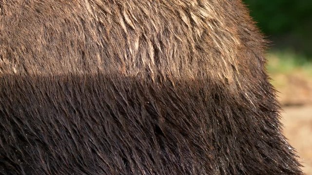 Kamchatka brown bear (Ursus arctos beringianus) fur
