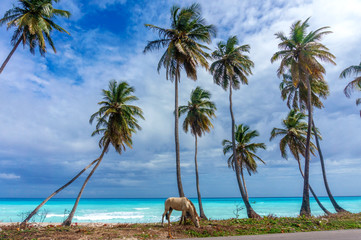 horse grazing under palm trees on awesome Caribbean beach
