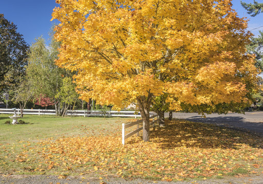 Yellow tree in Autumn colors Silverton Oregon.