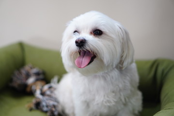 Maltese