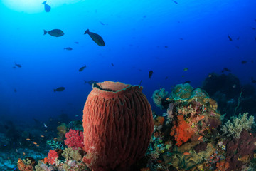 Colorful sponges on a tropical coral reef