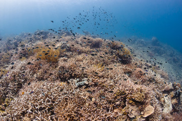 Fototapeta na wymiar Tropical fish swarm around a vibrant, healthy tropical coral reef