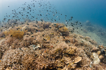 Tropical fish swarm around a vibrant, healthy tropical coral reef