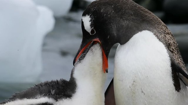 Gentoo Penguins chiks