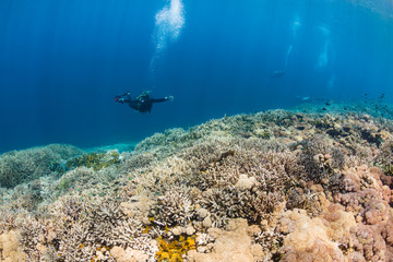 SCUBA divers swimming over a healthy, colorful, tropical coral reef