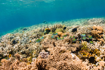 Colorful tropical fish on a healthy coral reef in Komodo, Indonesia