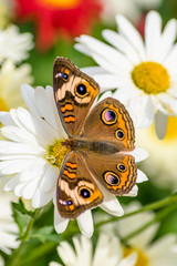 Fototapeta premium Buckeye Butterfly Junonia coenia 2