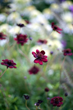 Dark red flowers (chocolate cosmos) in bloom in field