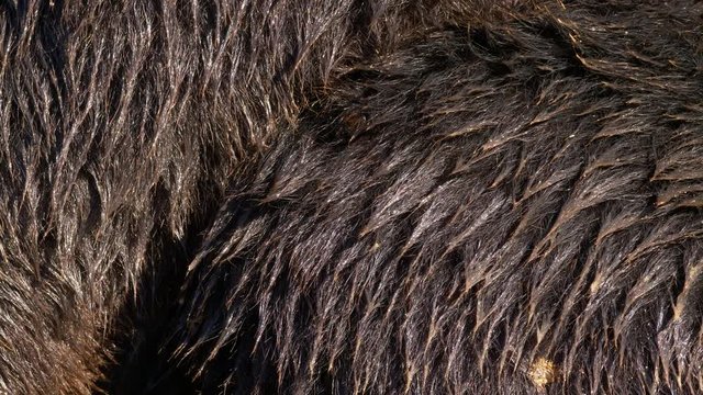 Kamchatka brown bear (Ursus arctos beringianus) fur