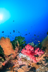 Fototapeta na wymiar Healthy, coral hard and soft corals on a tropical reef