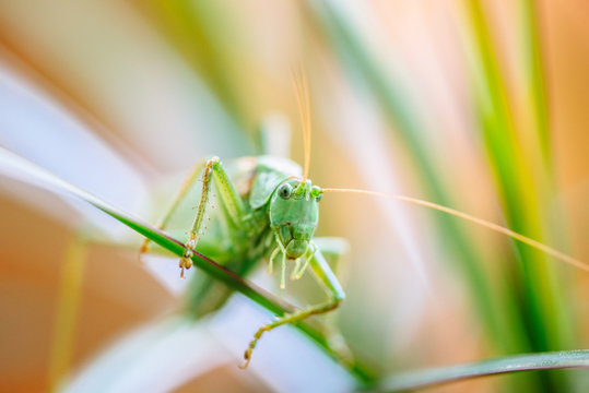 grasshopper macro