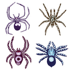 Halloween colour spiders stipple drawing set isolated. Insects spider collection in trendy embroidery stippling and hatching, shading style. Vector.