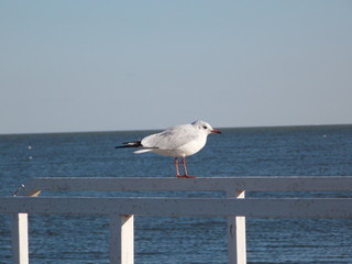 Seagull