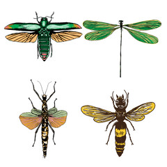 Big set of insects, bugs, flying beetles in color. Many species in colourful vintage old hand drawn stippling and hatching, shading style. Engraved stipple woodcut. Vector.