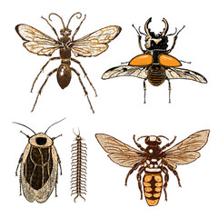 Big set of insects, bugs, flying beetles in color. Many species in colourful vintage old hand drawn stippling and hatching, shading style. Engraved stipple woodcut. Vector.