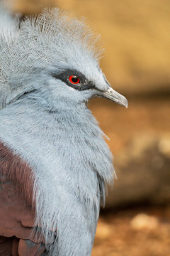 Gray bird with red eye