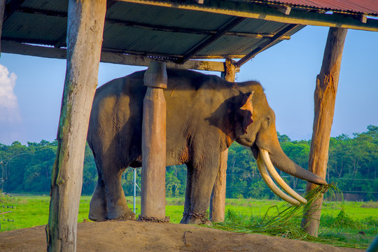 Chained elephant under a tructure at outdoors, in Chitwan National Park, Nepal, cruelty concept