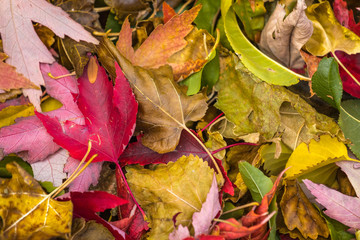 Closeup of colorful bright fall leaves on ground.