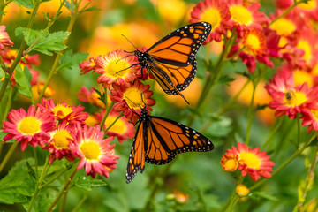 tortoiseshell butterfly 1
