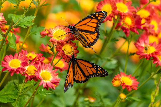 tortoiseshell butterfly 1
