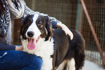 Young woman stroking handsome shepherd dog