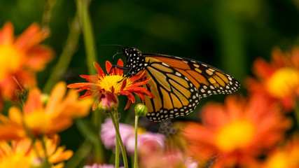 tortoiseshell butterfly 22