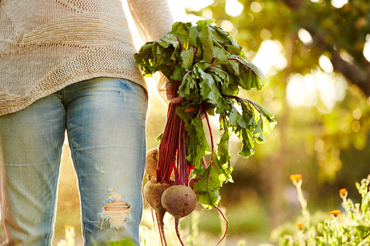 Woman holding beets at organic farm in California